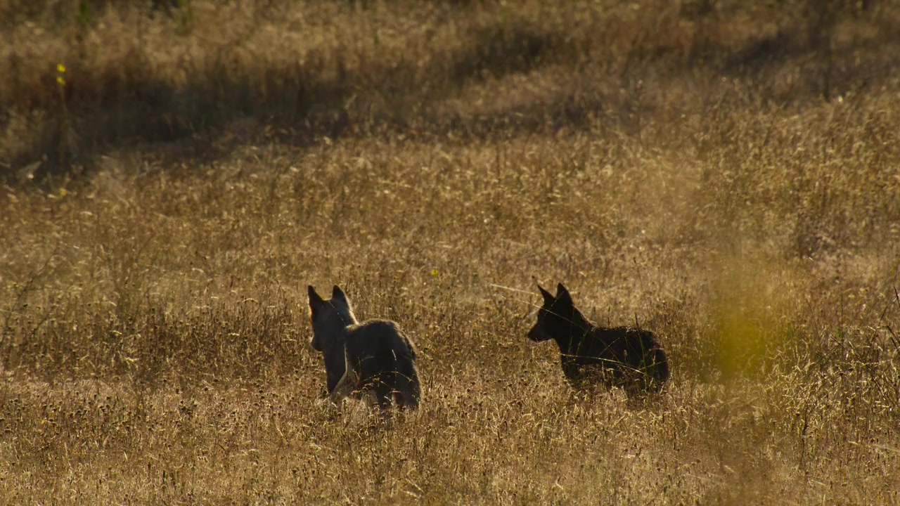 Kangaroo Valley screenshot 2