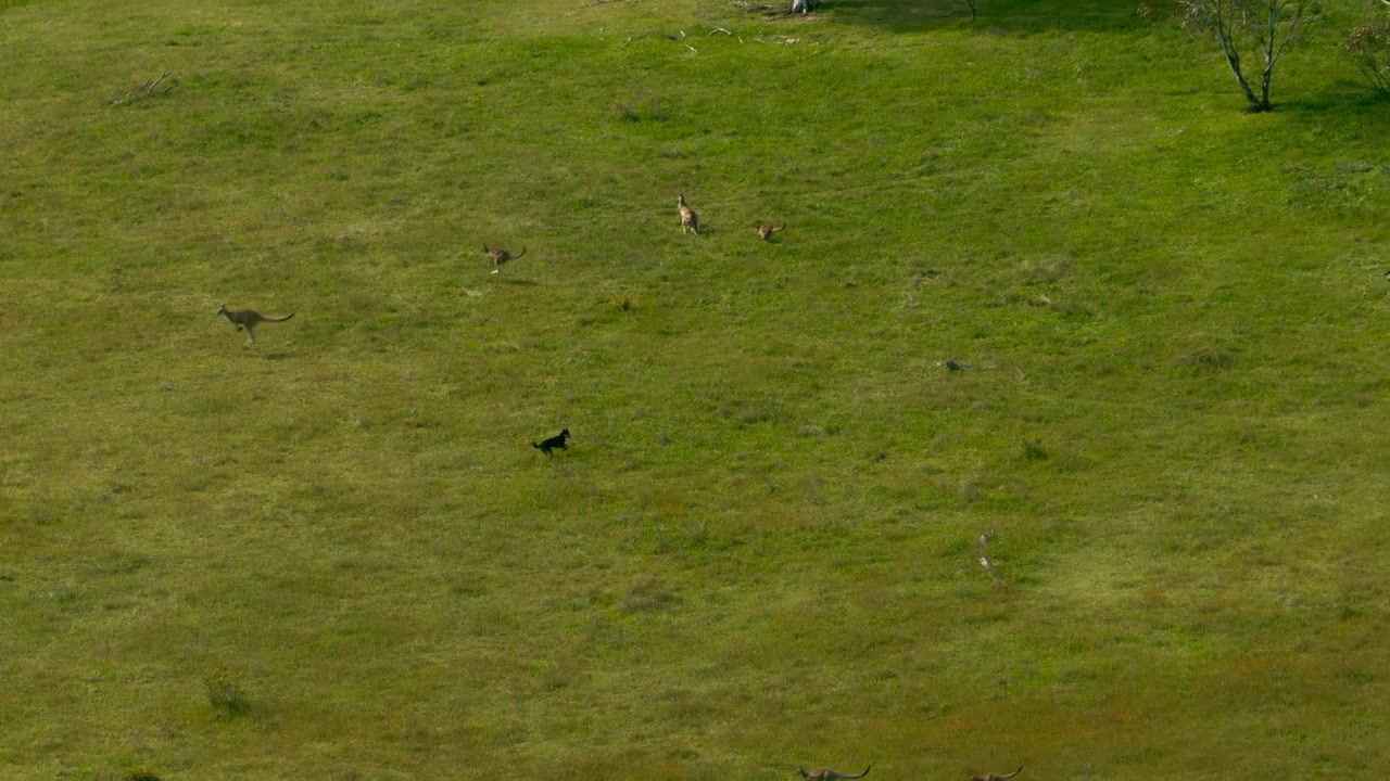 Kangaroo Valley screenshot 3