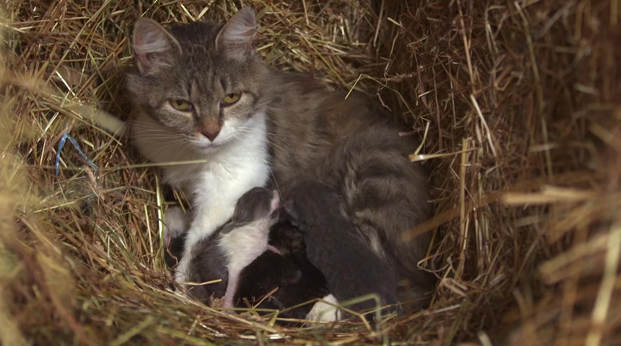Kittenhood screenshot 3
