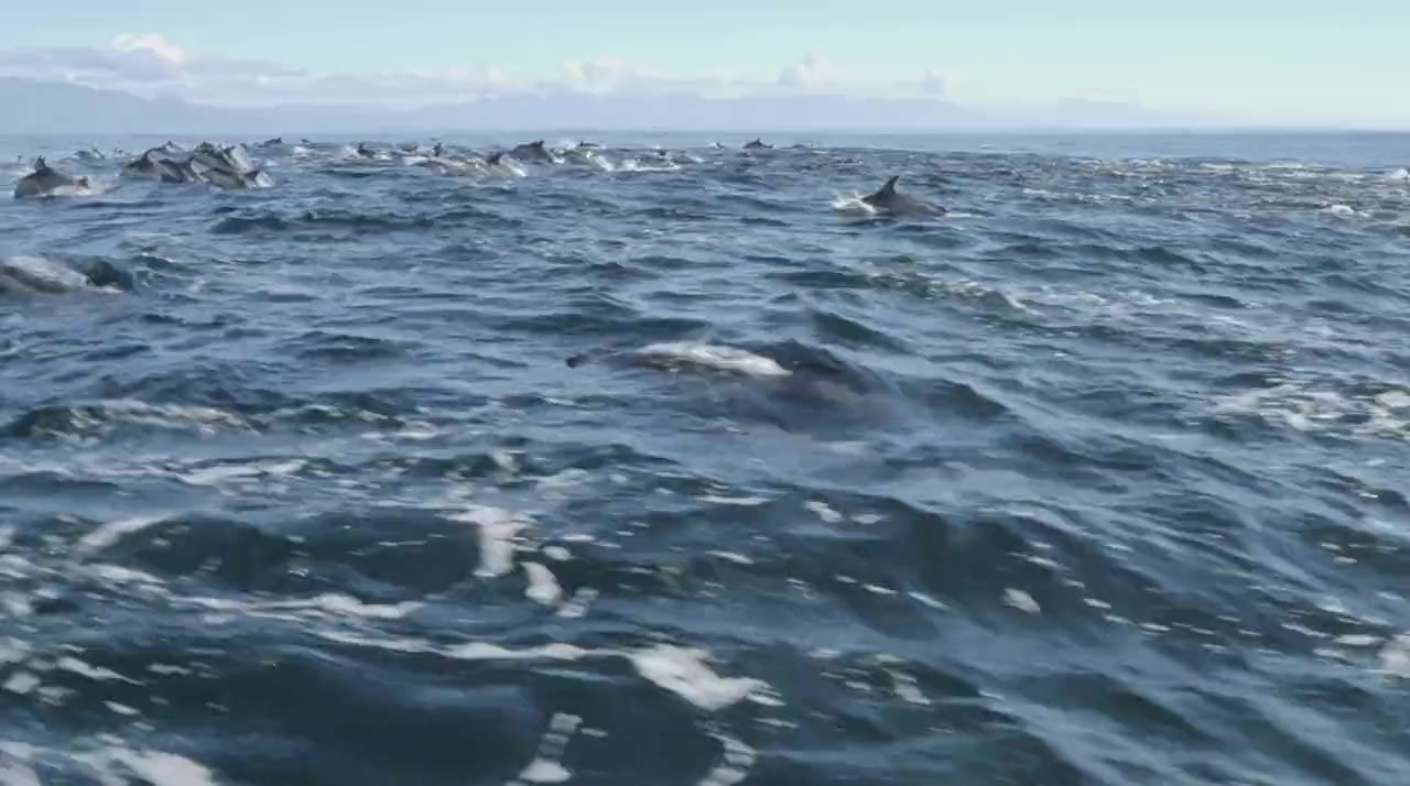 Killer Whales: The Mega Hunt screenshot 2