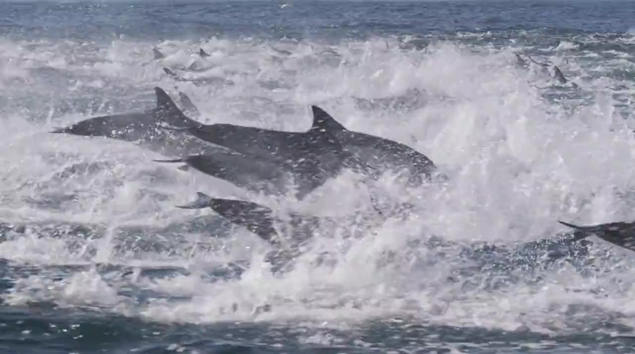 Killer Whales: The Mega Hunt screenshot 3