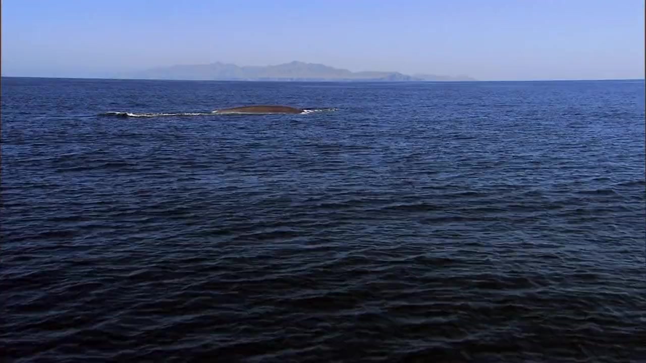 Kingdom of the Blue Whale screenshot 2