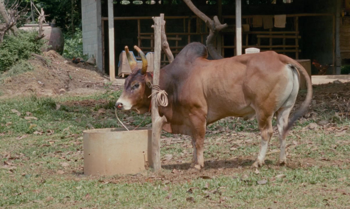 Krabi, 2562 screenshot 1