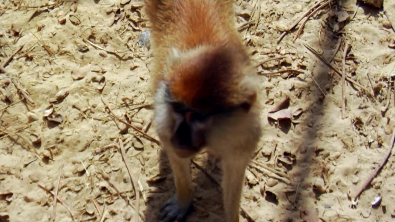 Kunta Kinteh Island screenshot 2
