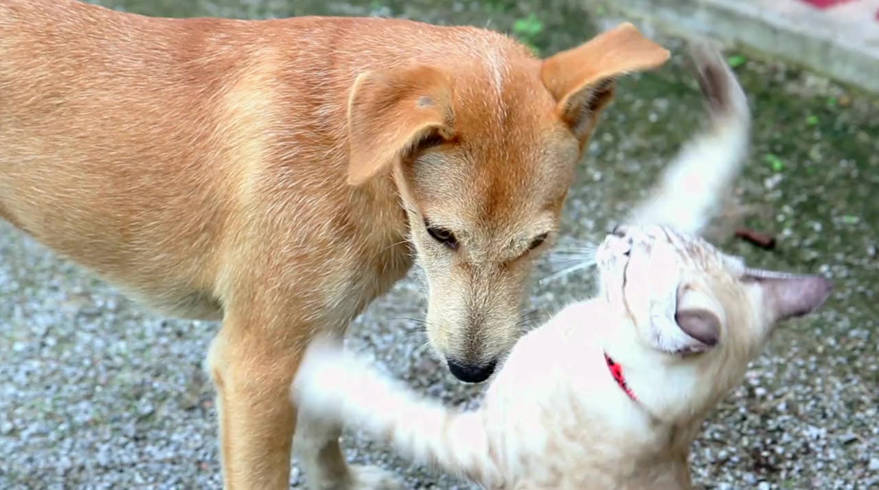 How Dogs Got Their Shapes screenshot 2