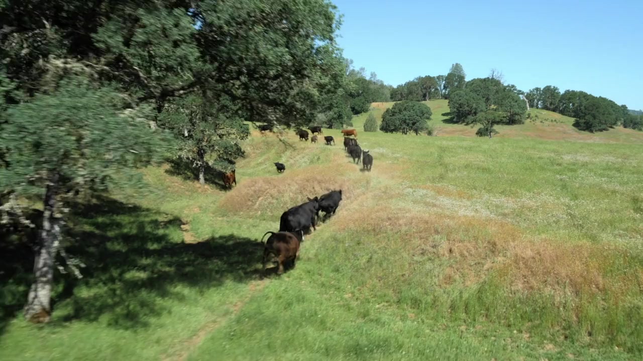 Holly Near: Singing for Our Lives screenshot 1
