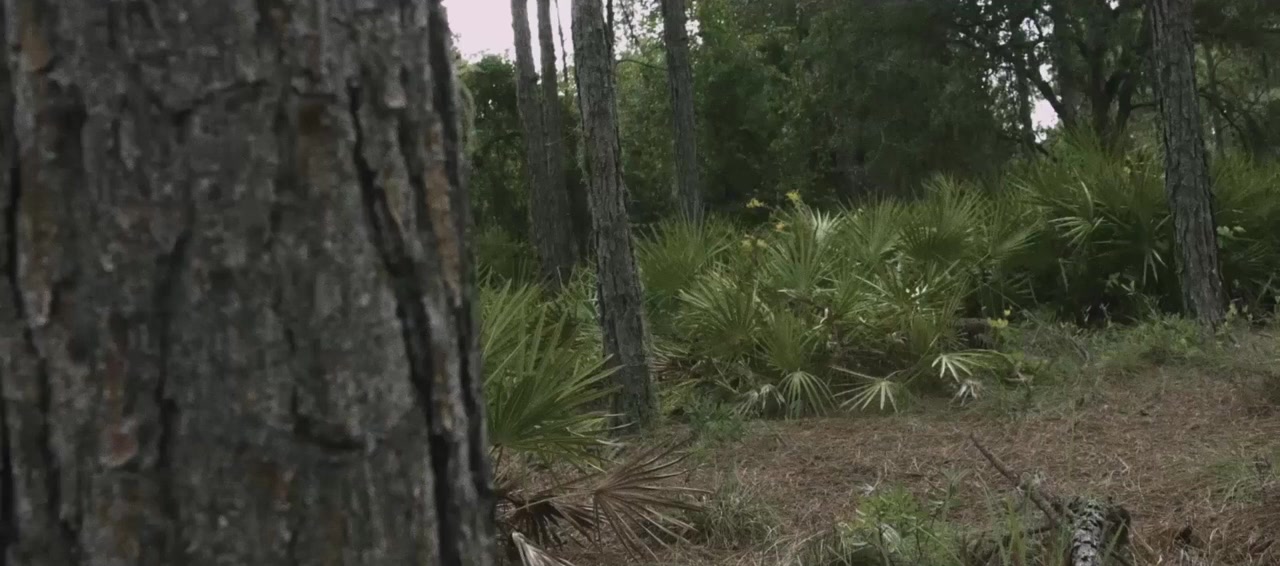 Home of the Brave screenshot 2