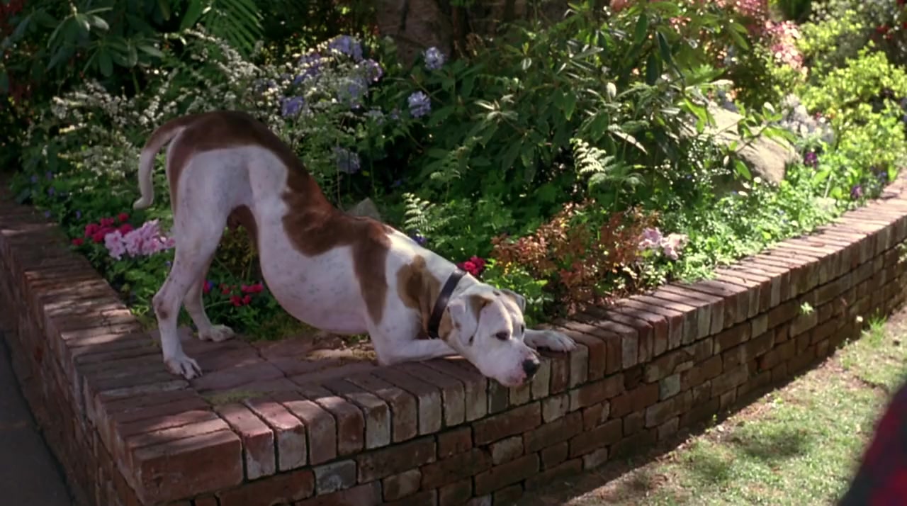Homeward Bound II: Lost in San Francisco screenshot 1