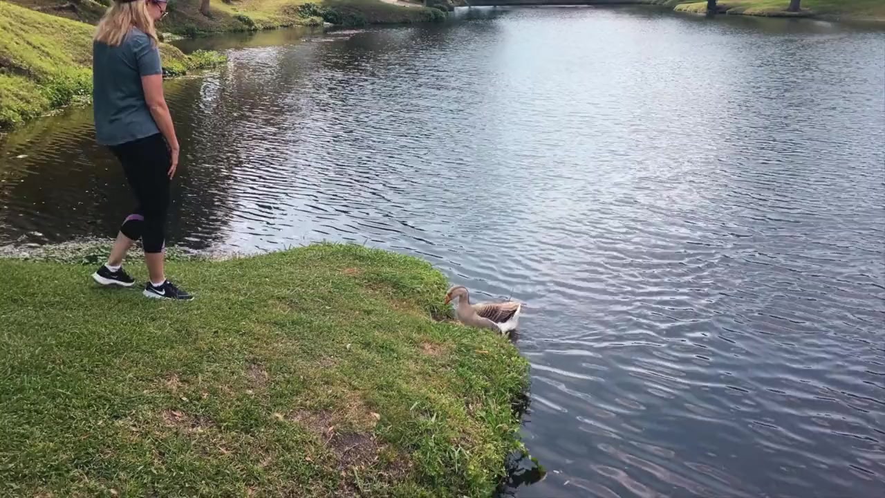 Honk screenshot 2
