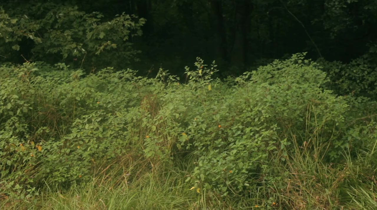 Honky Holocaust screenshot 3