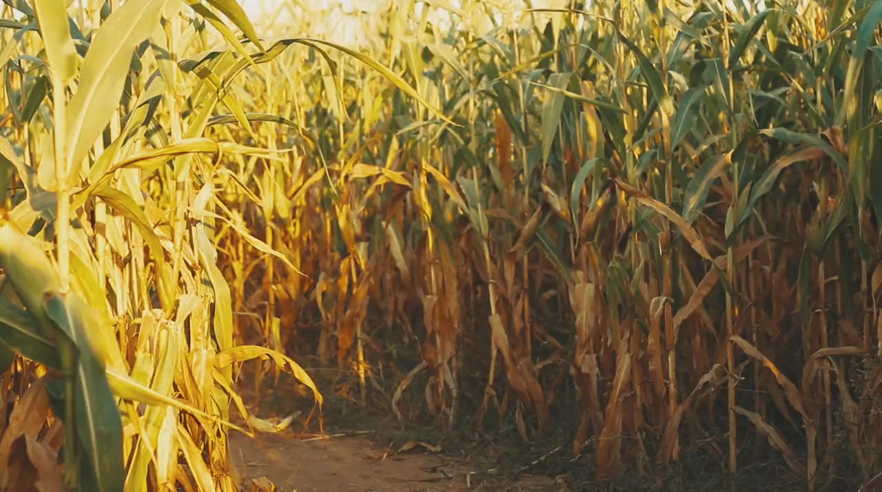 Hayride 2 screenshot 2