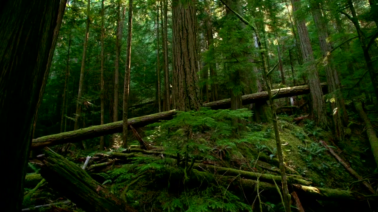 Hadwin's Judgement screenshot 1
