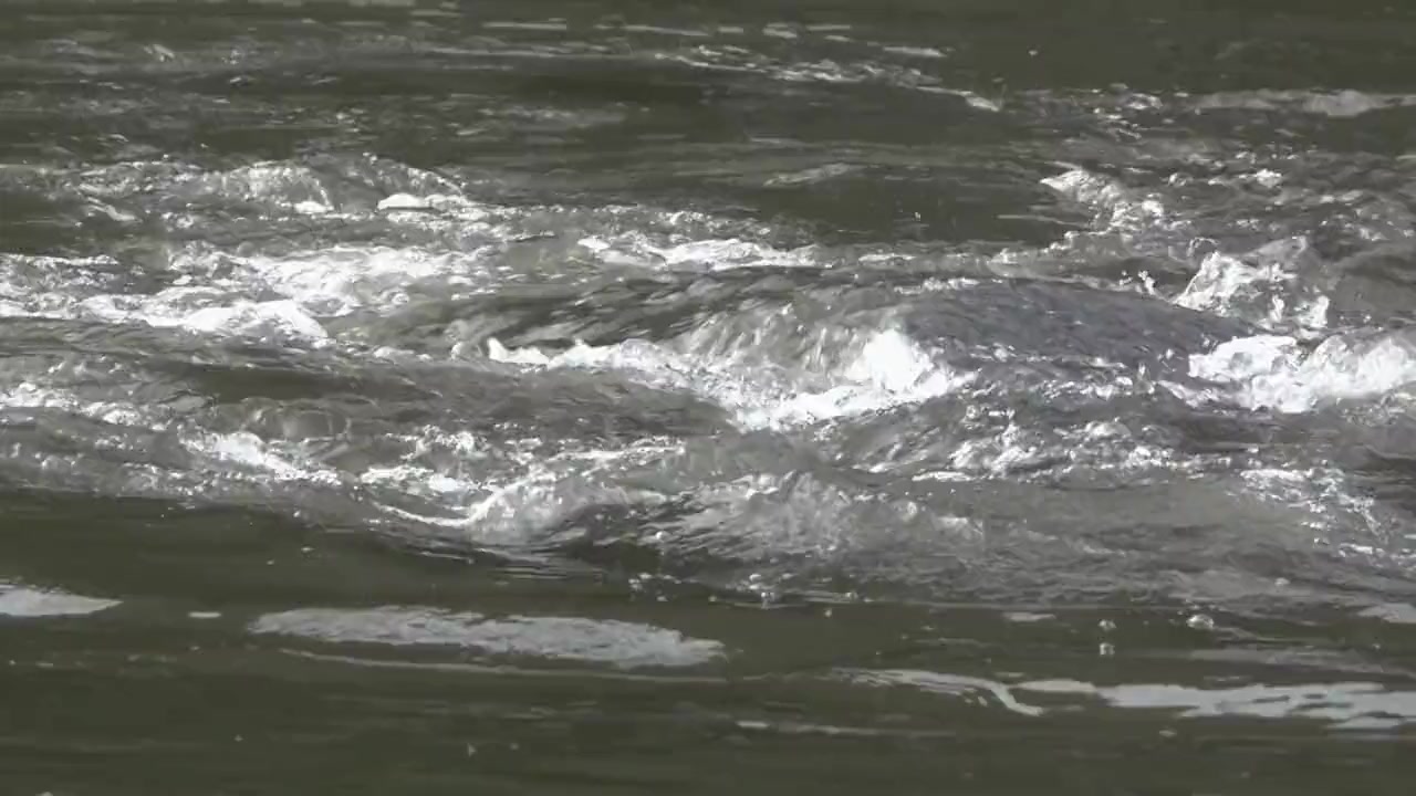 Hamilton's Journey: Manatees in a New Light screenshot 3