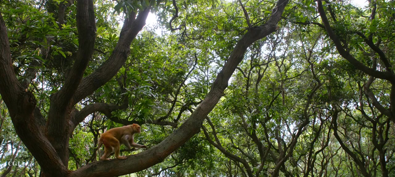 Hanu Man screenshot 1