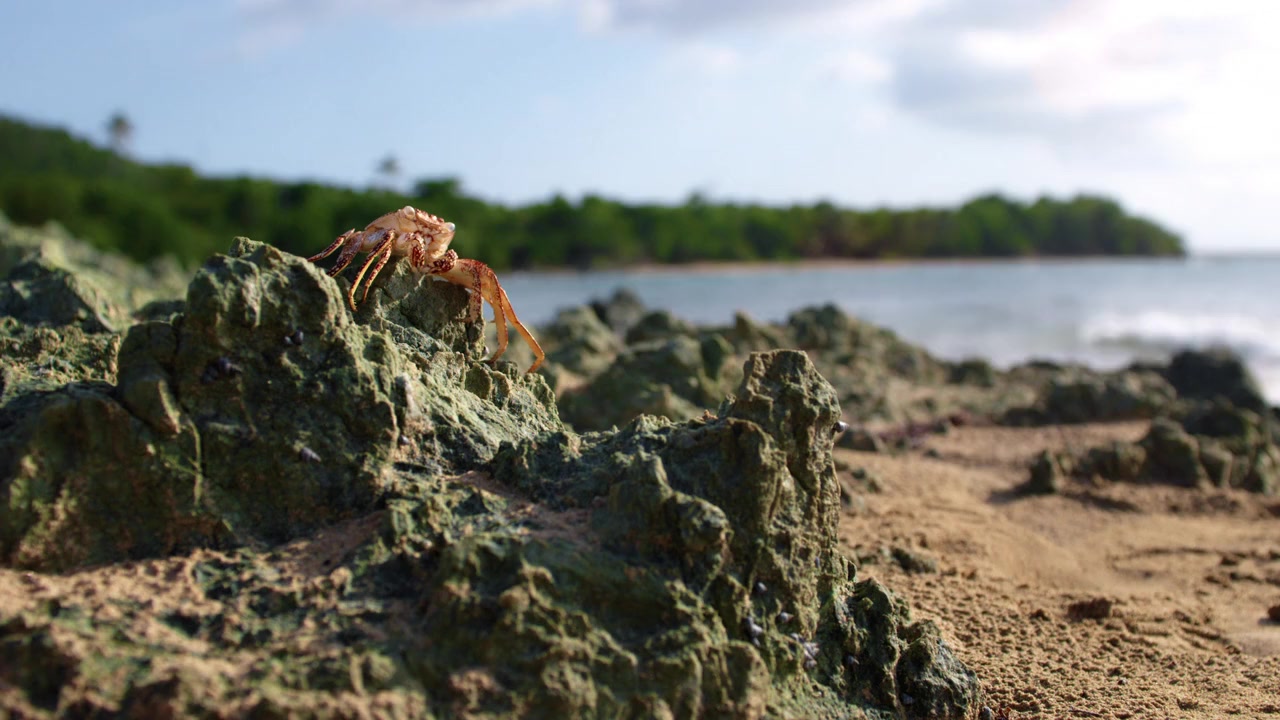 Harmony in Paradise screenshot 2