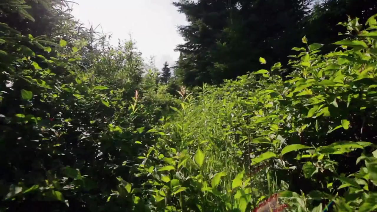 Harriet Tubman: Visions of Freedom screenshot 3