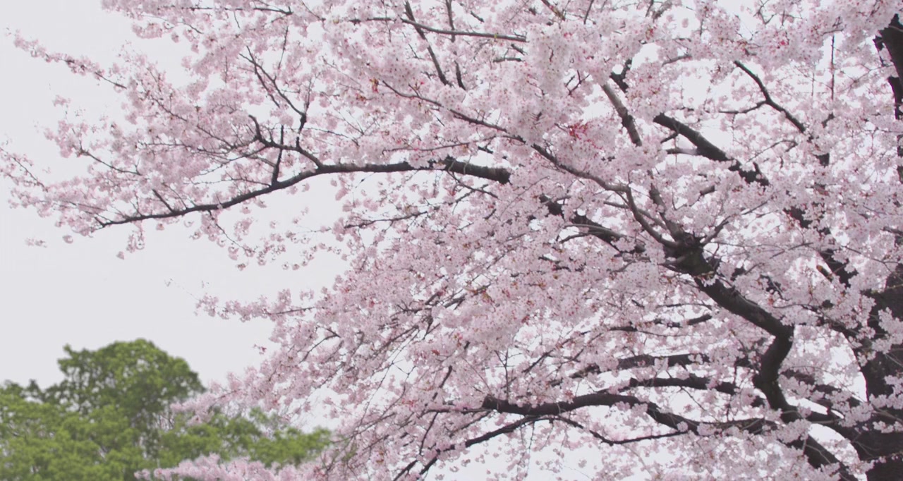 Haruchika screenshot 1