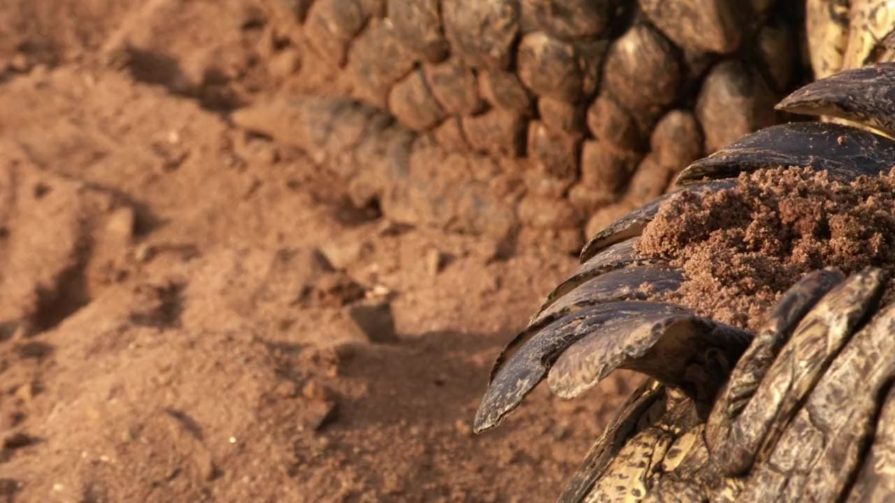 Hippo vs Croc screenshot 1