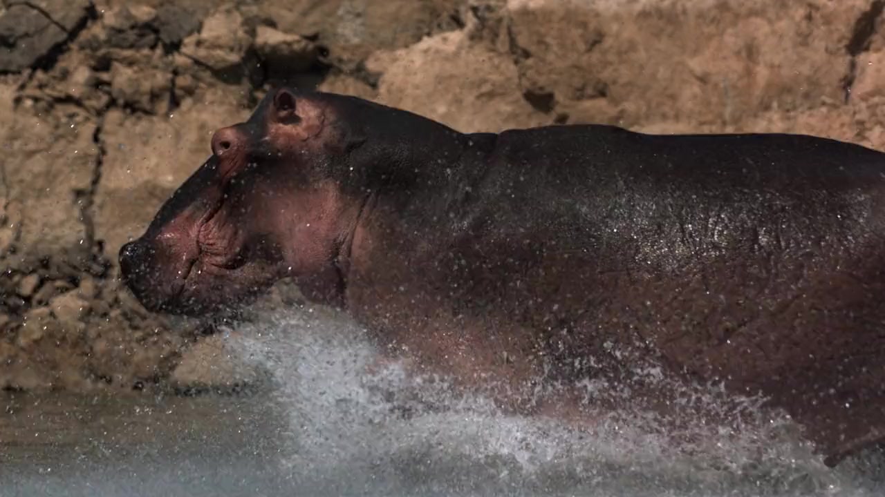 Hippo vs Croc screenshot 2