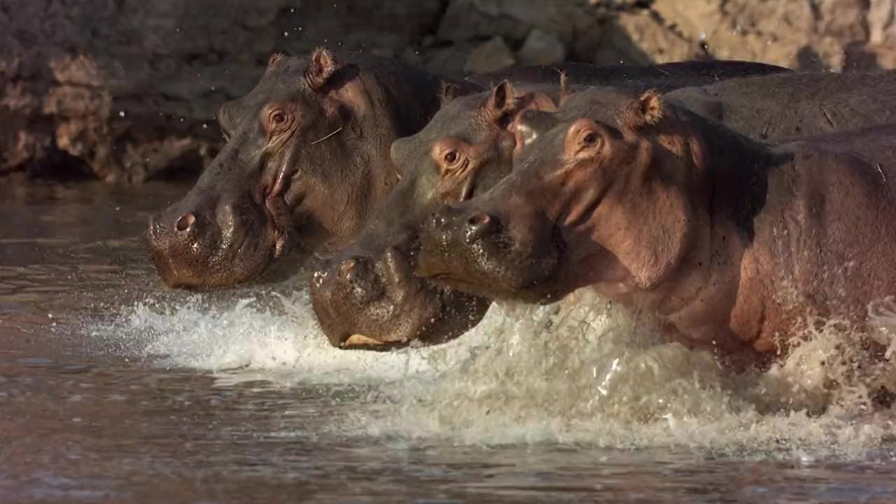 Hippo vs Croc screenshot 3