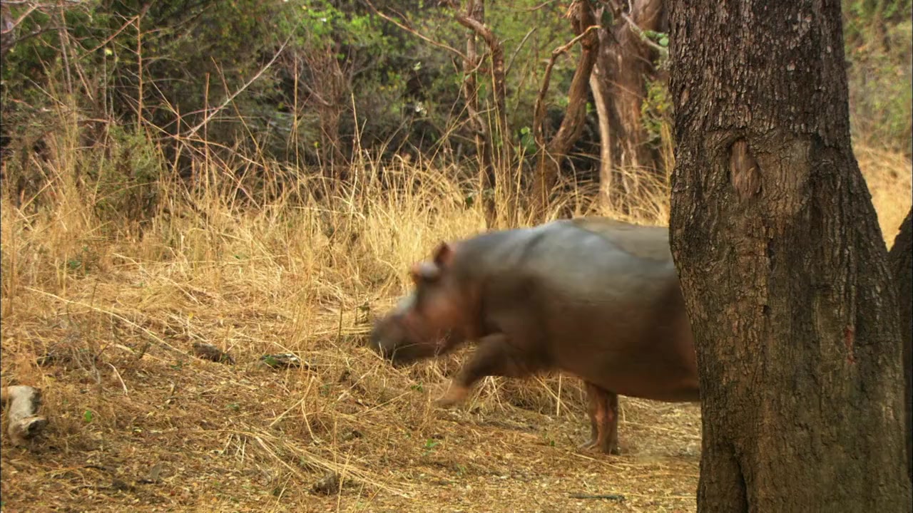 Hippos After Dark screenshot 1
