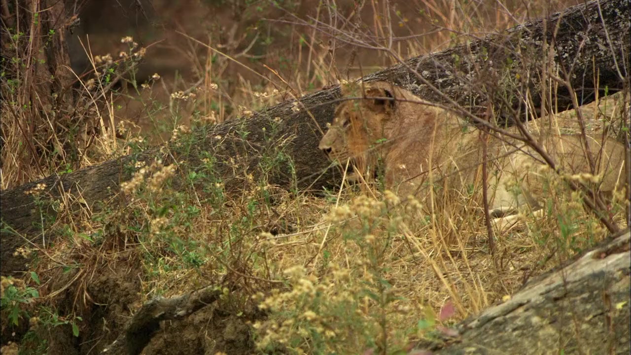 Hippos After Dark screenshot 2