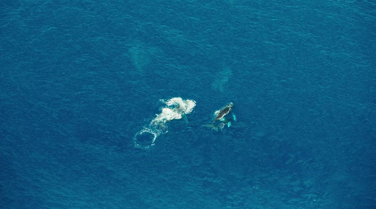 Humpback Whales screenshot 1