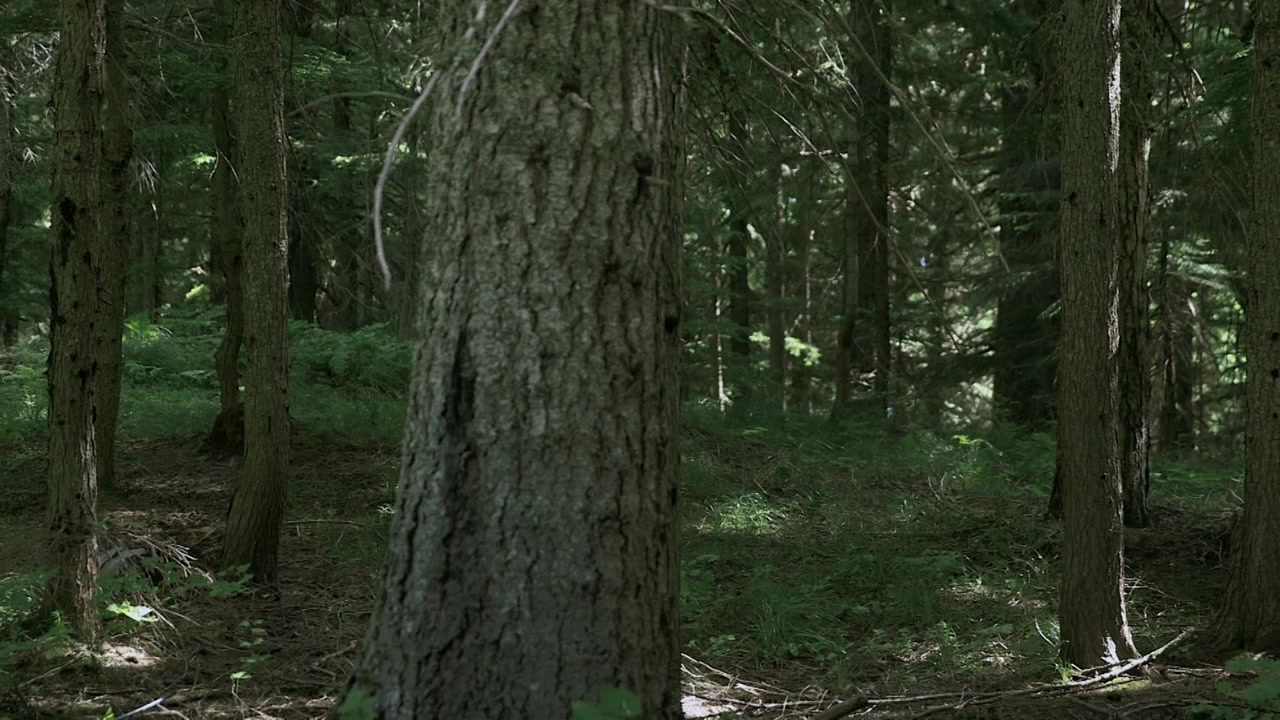 Valley of the Sasquatch screenshot 1