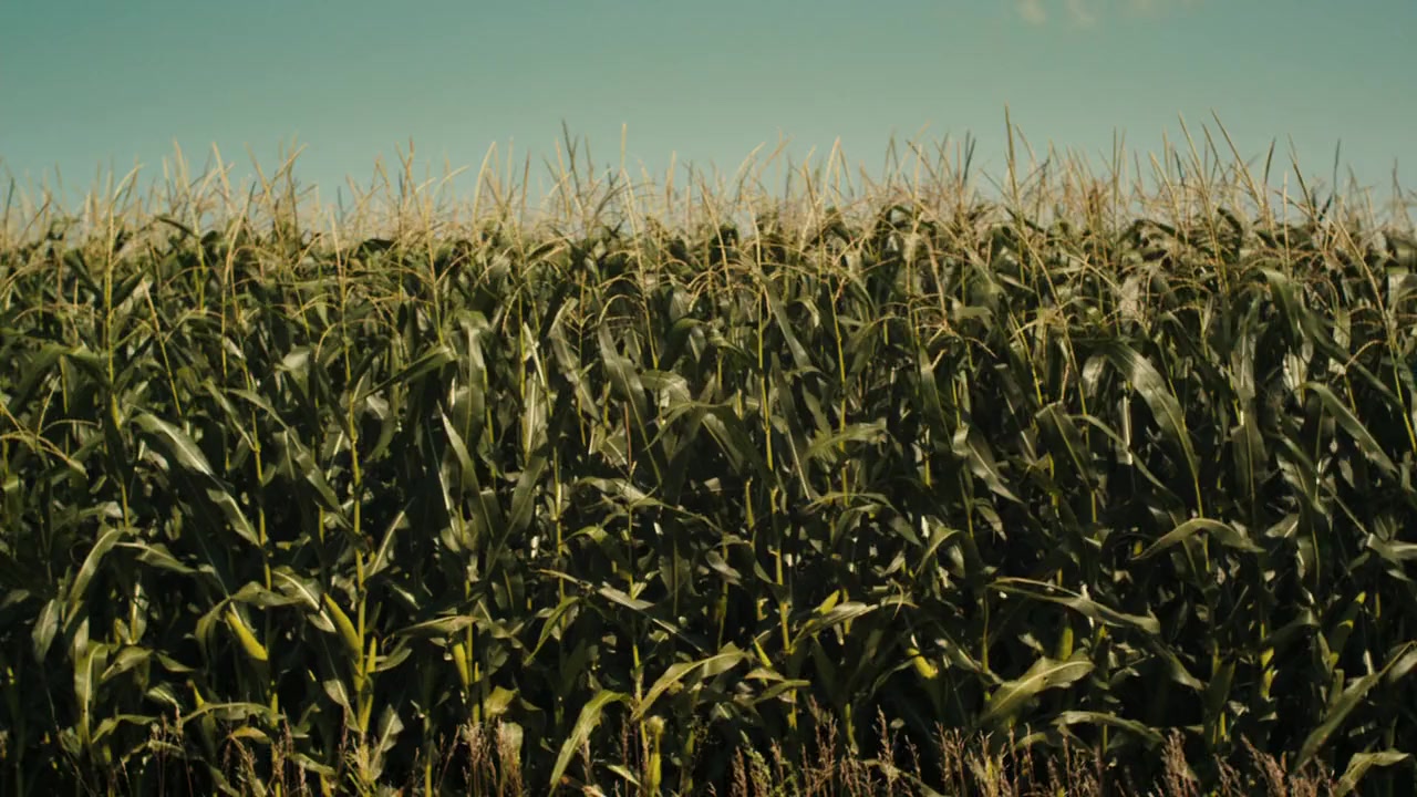 Husk screenshot 1