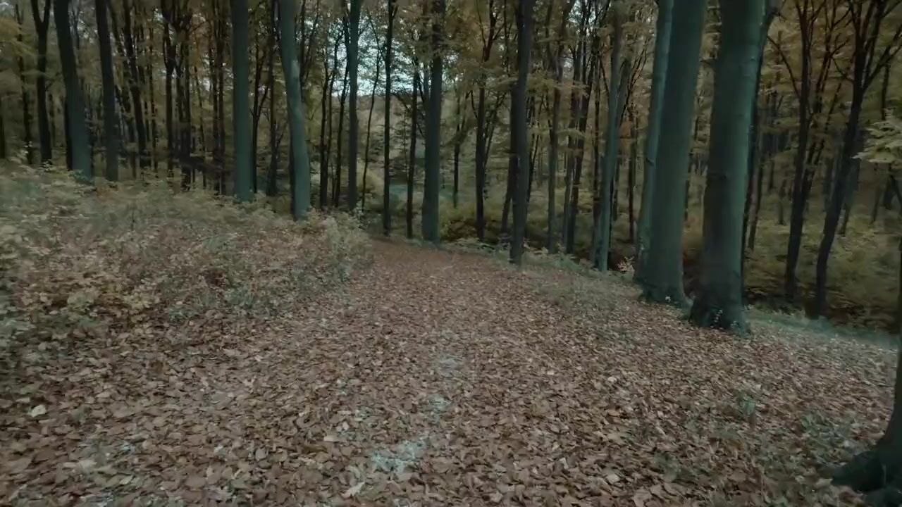 I Hear the Trees Whispering screenshot 2