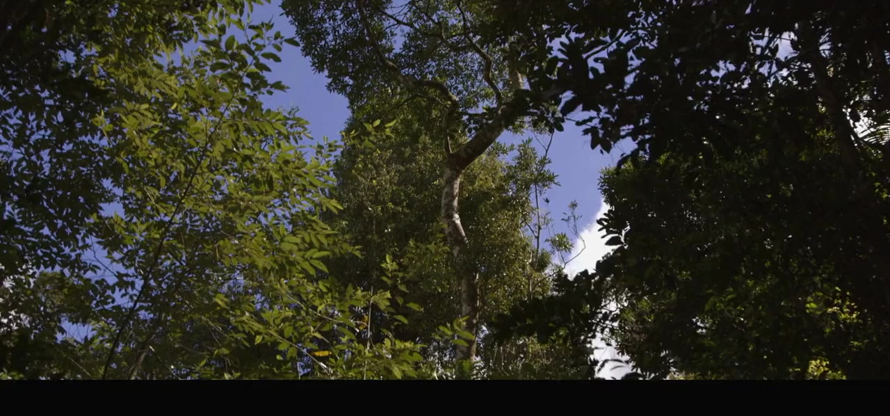 Into the Jungle screenshot 1
