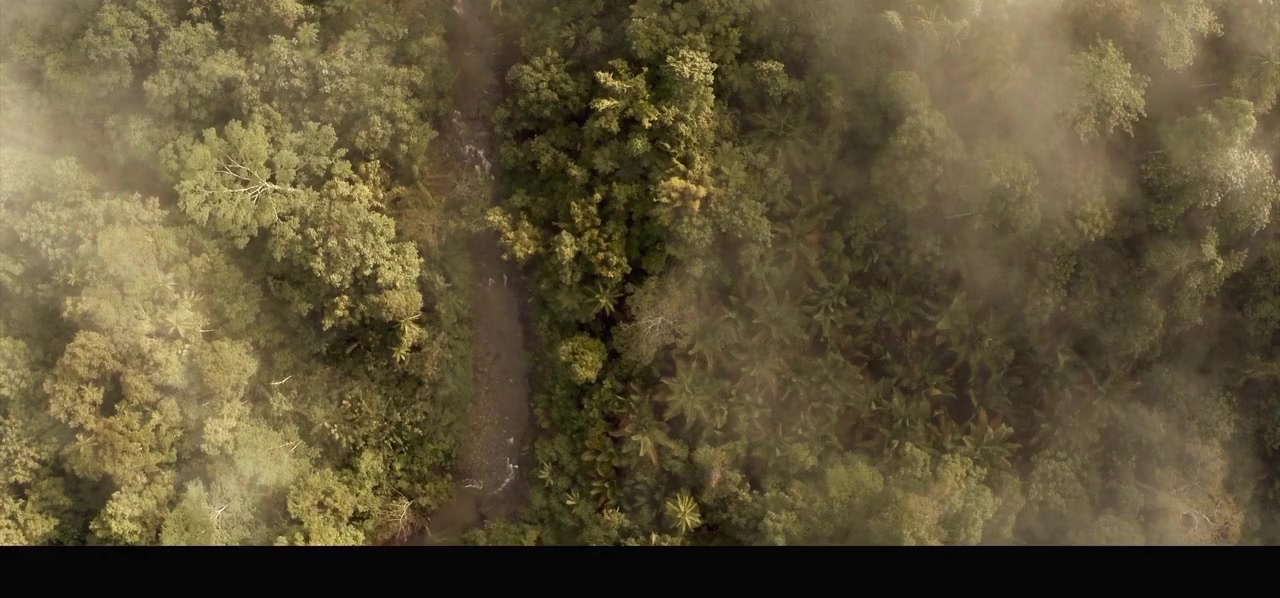 Into the Jungle screenshot 2