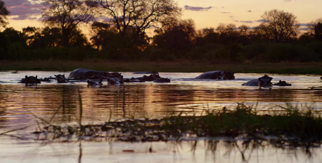 Into the Okavango screenshot 3