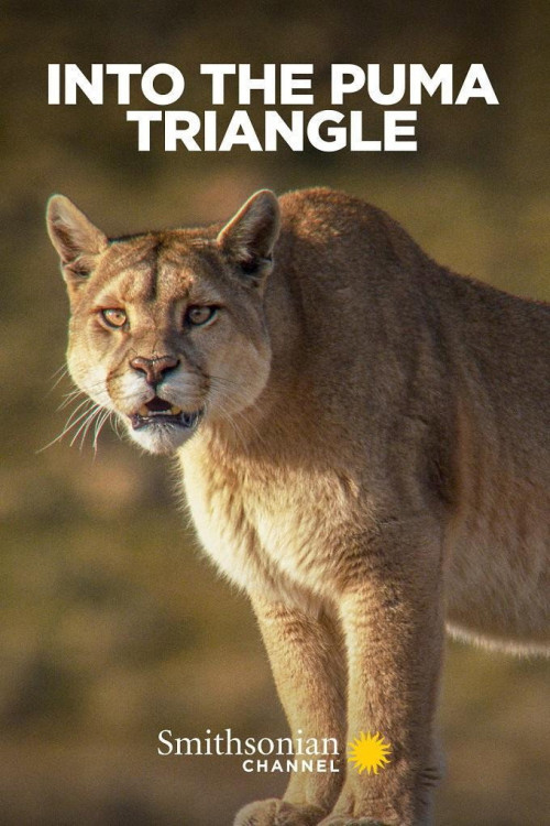 Into the Puma Triangle (2020) poster