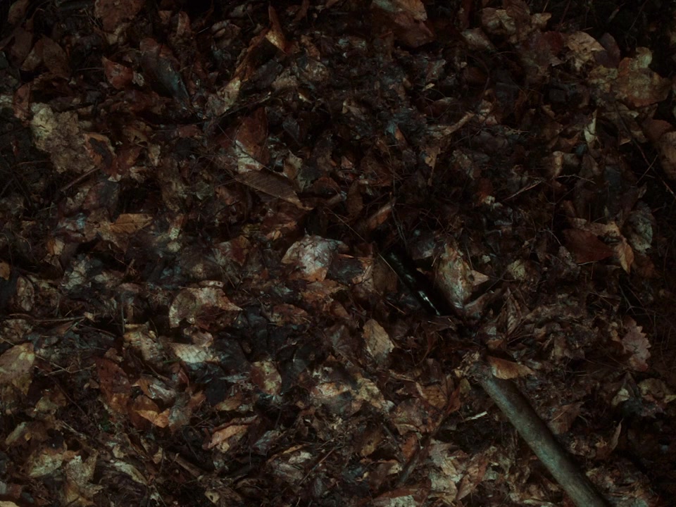 In a Violent Nature screenshot 2