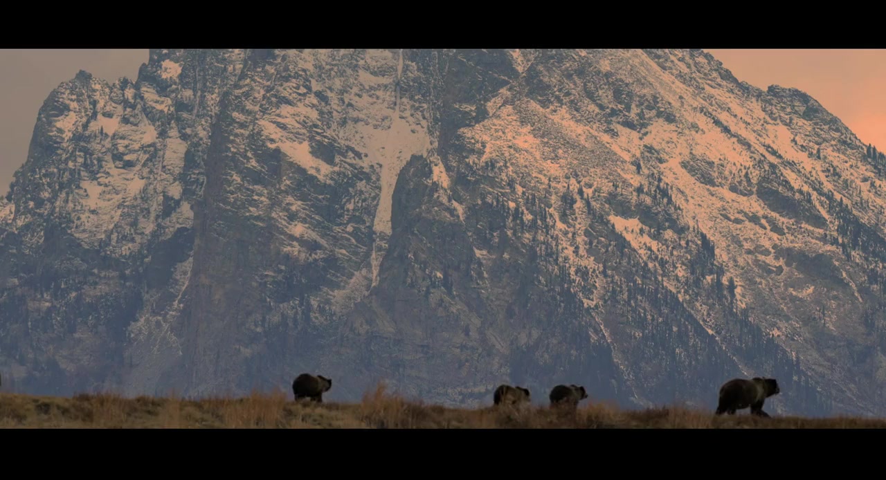 In the Company of Wolves: An American Journey screenshot 2