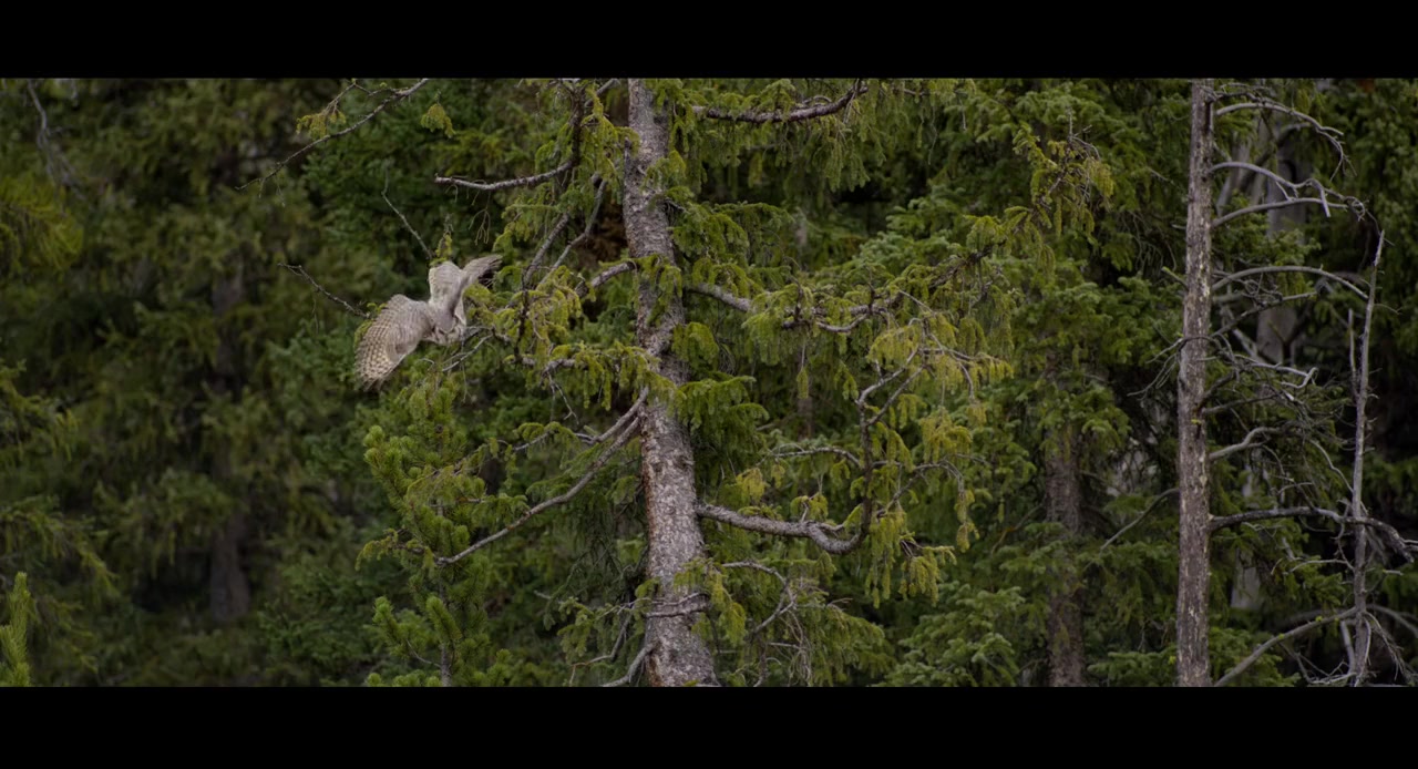 In the Company of Wolves: An American Journey screenshot 3