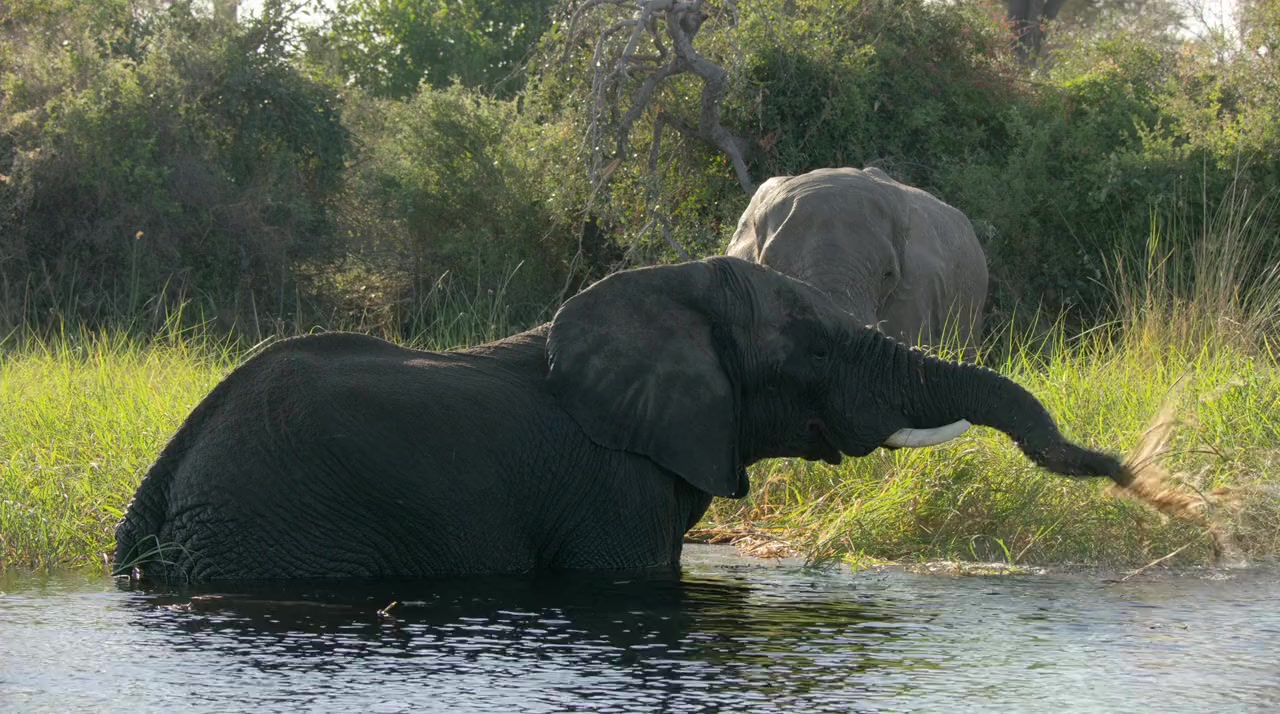 In the Footsteps of Elephant screenshot 2