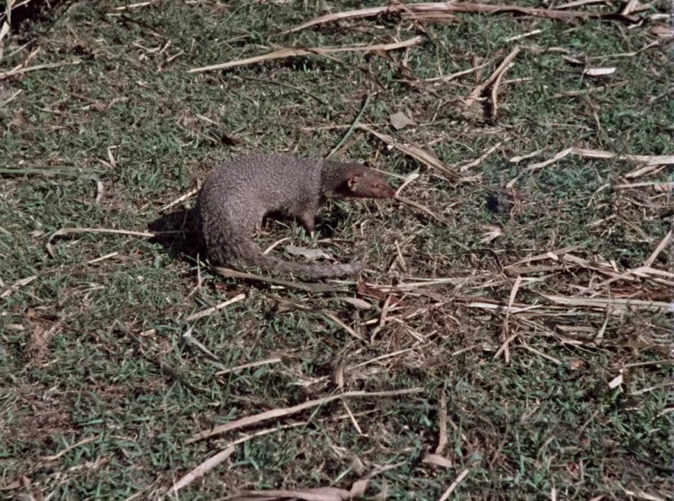 India favolosa screenshot 1
