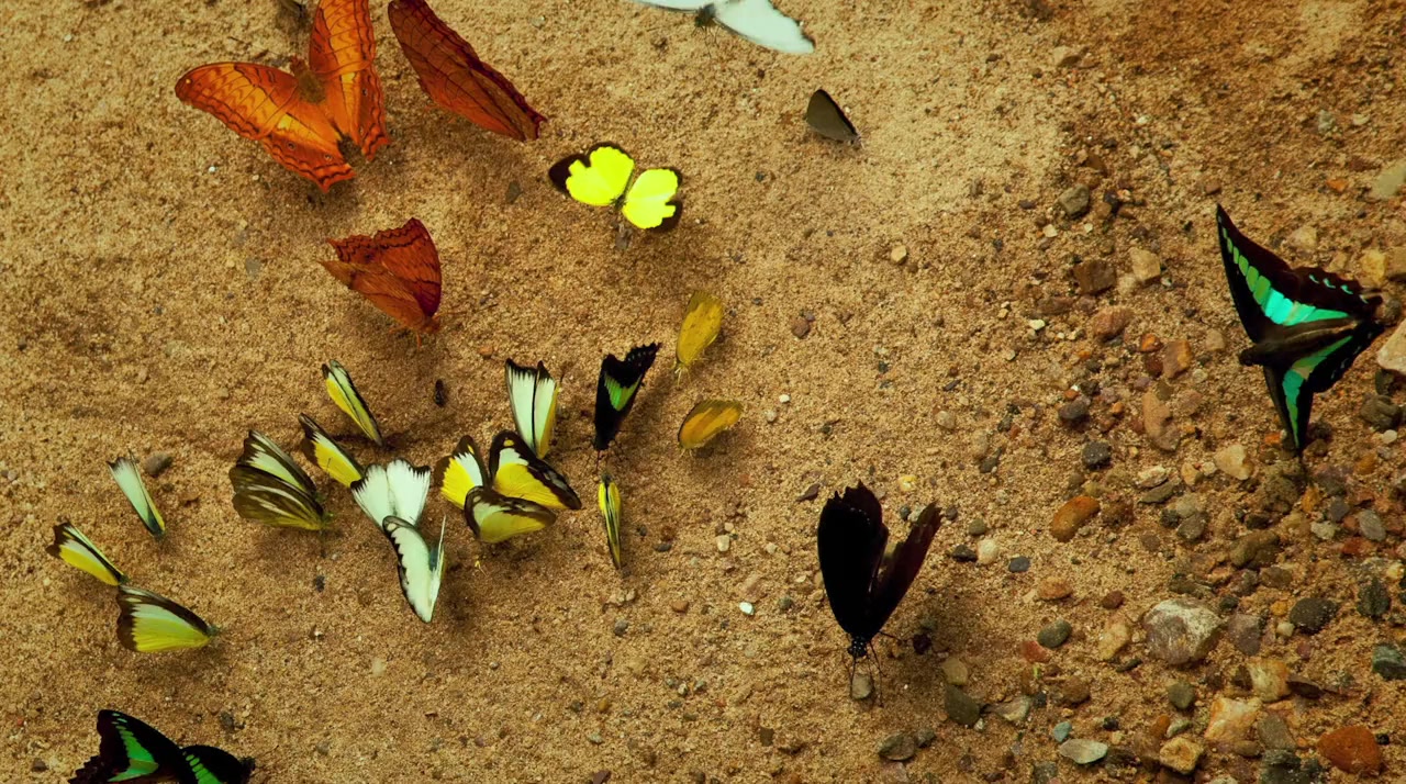 India's Wild Leopards screenshot 1