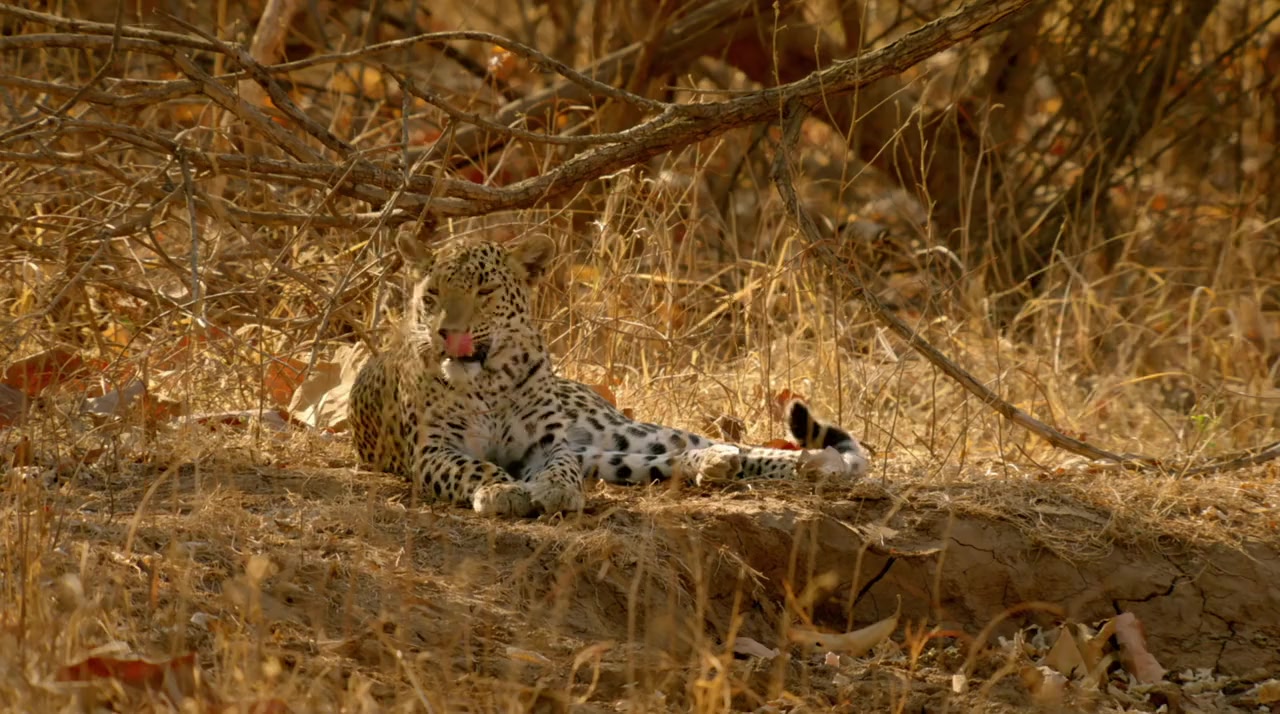 India's Wild Leopards screenshot 2