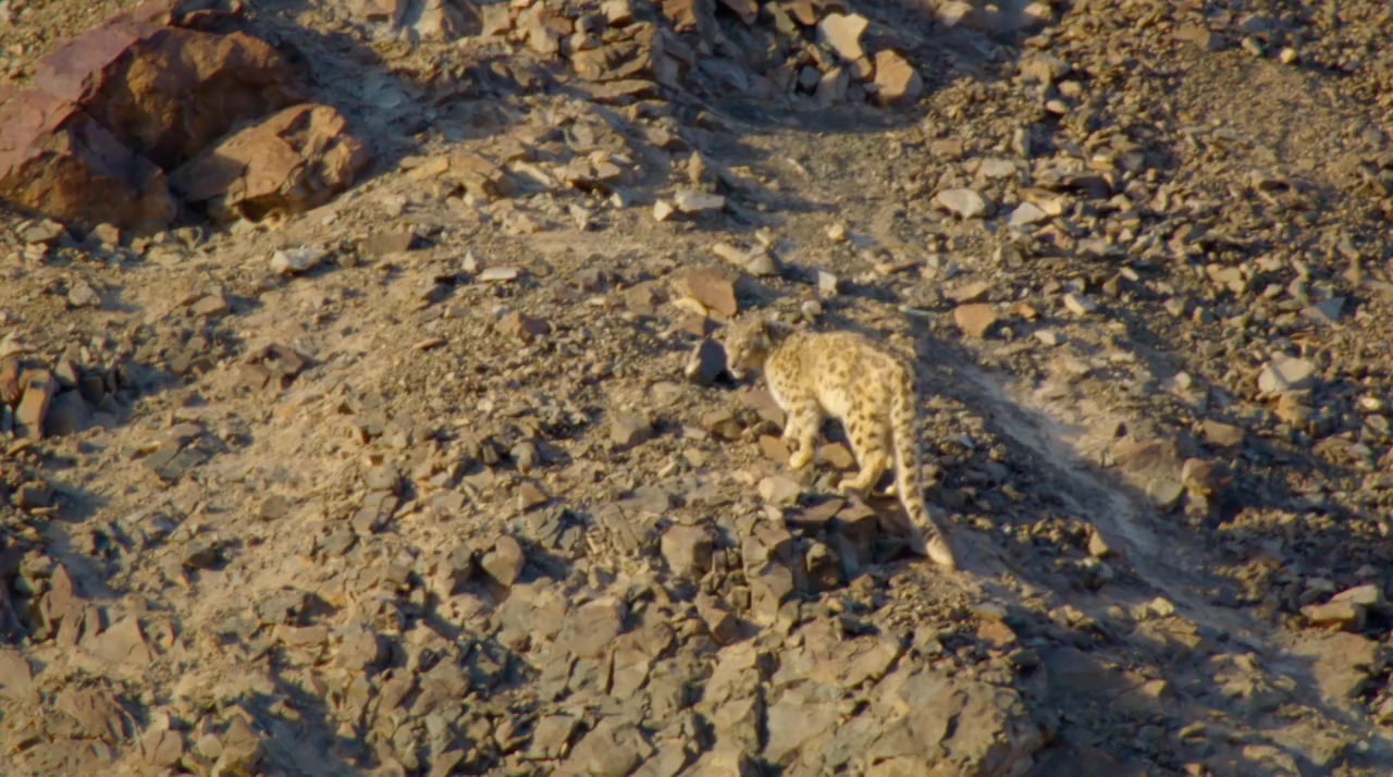 India's Wild Leopards screenshot 3