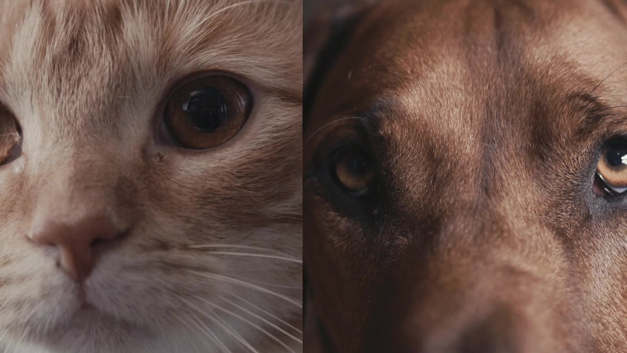 Inside the Mind of a Cat screenshot 1