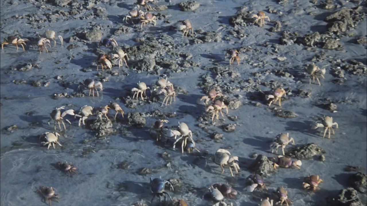 Island Claws screenshot 3