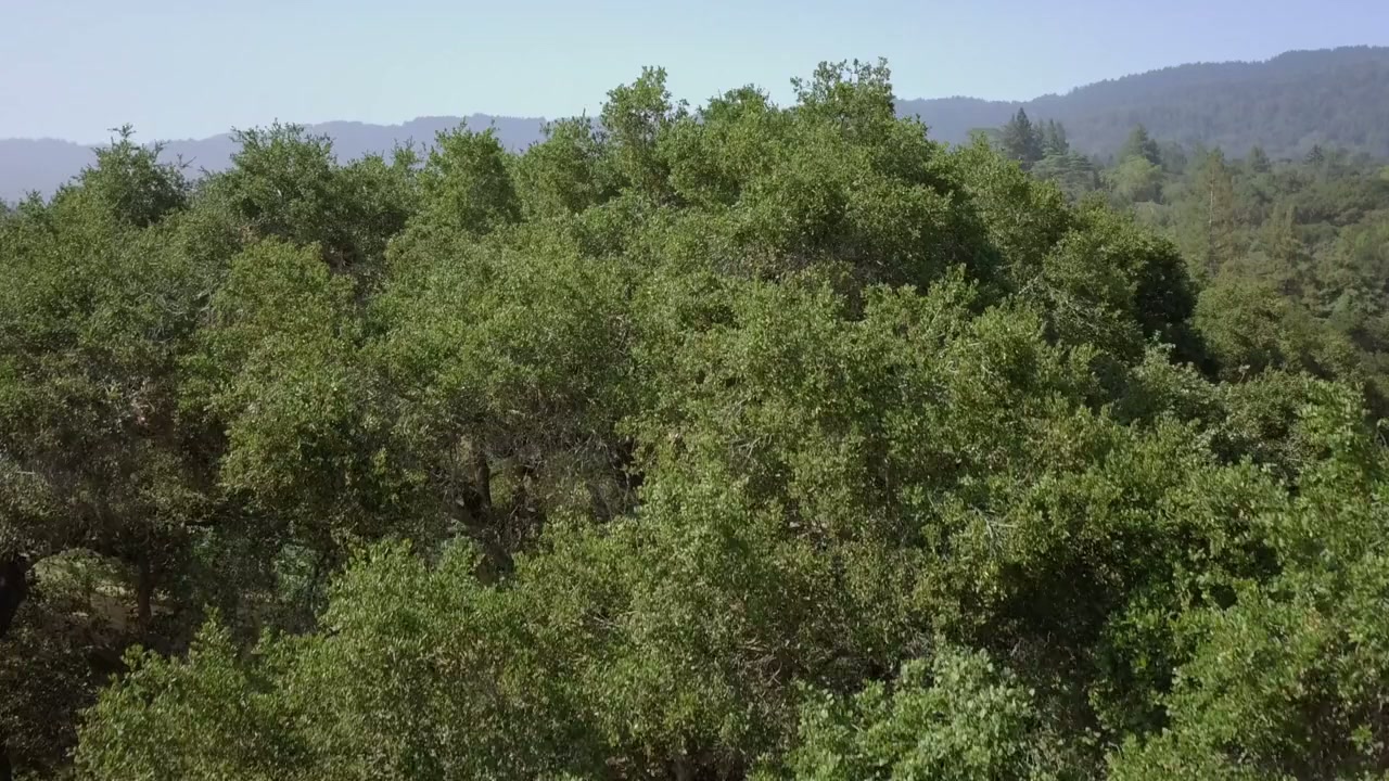 Joan Baez: I Am a Noise screenshot 1