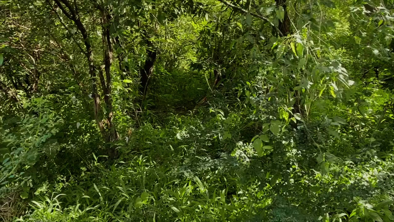 Jade Eyed Leopard screenshot 2