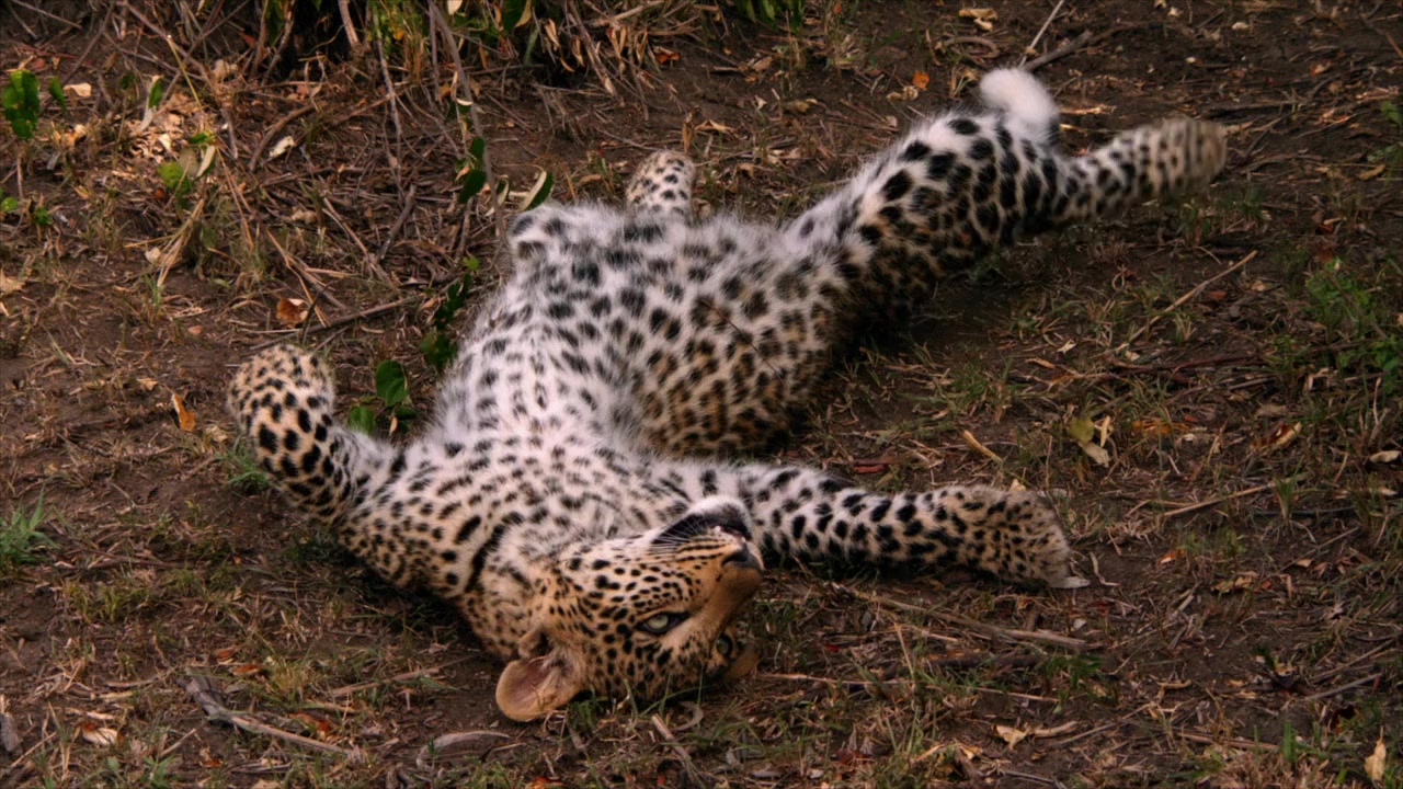 Jade Eyed Leopard screenshot 3