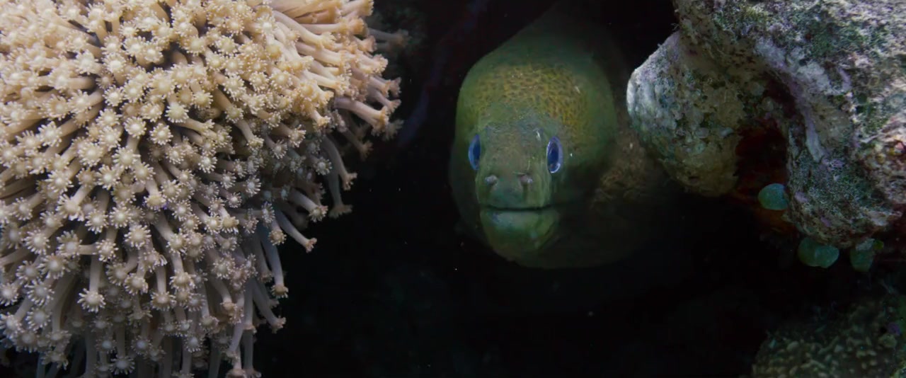 Jago: A Life Underwater screenshot 2