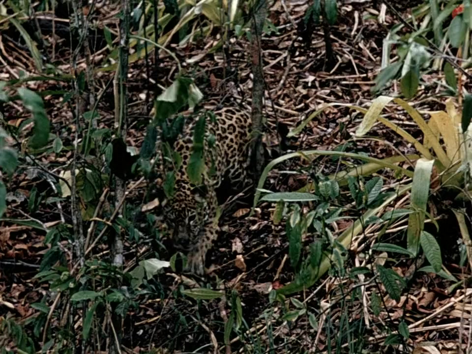 Jungle Cat screenshot 1