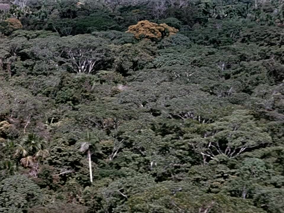 Jungle Cat screenshot 2
